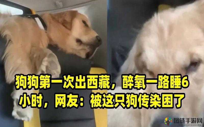 一人一狗被困游戏 6 小时