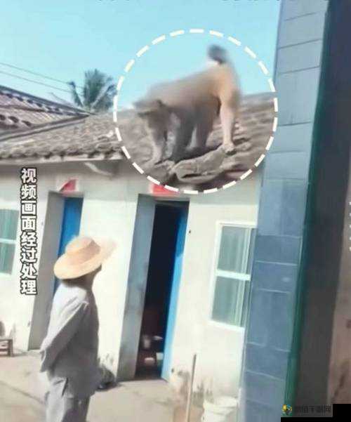 两人生猴子全程不盖被子：这是什么操作