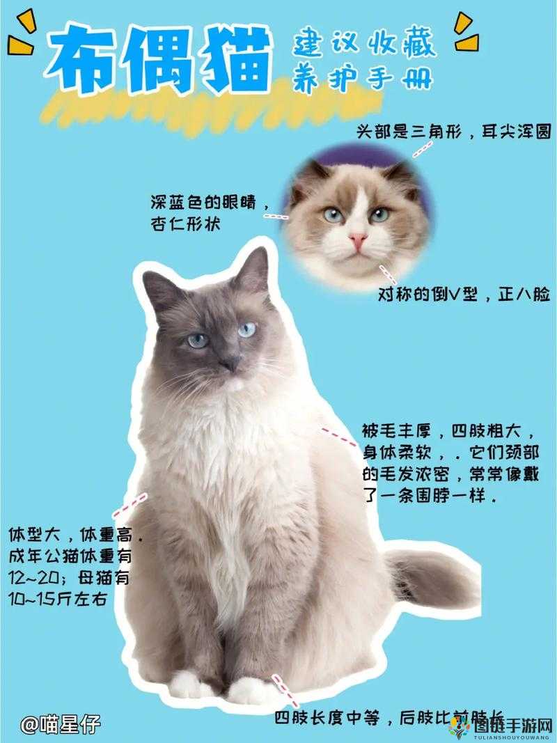 猫之城布偶猫角色介绍，你想要了解吗？